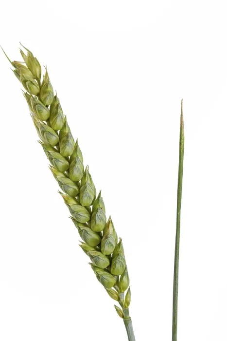 Framed Print : Wheat on White Background Print Framed Print : Wheat on White Background Print