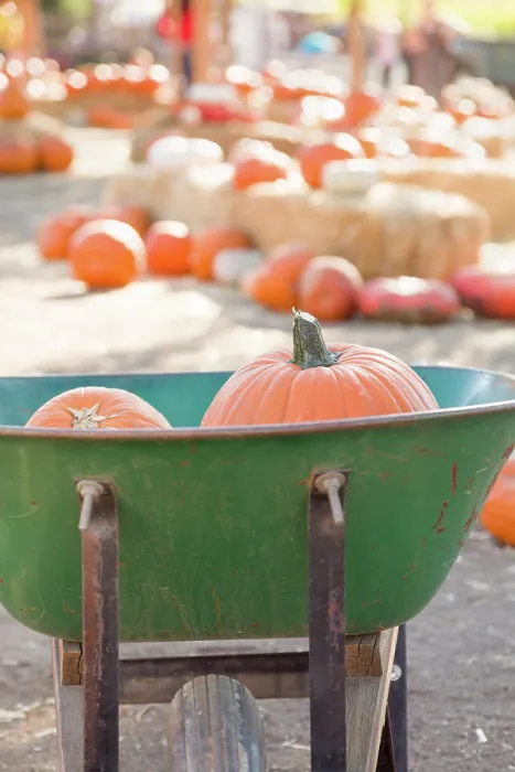 Framed Print : Wheelbarrow Carrying Pumpkins at the Pumpkin Patch Print Framed Print : Wheelbarrow Carrying Pumpkins at the Pumpkin Patch Print
