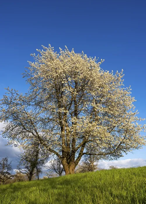Framed Print : White Blossoming Fruit Tree Print, Odenwald Germany Framed Print : White Blossoming Fruit Tree Print, Odenwald Germany