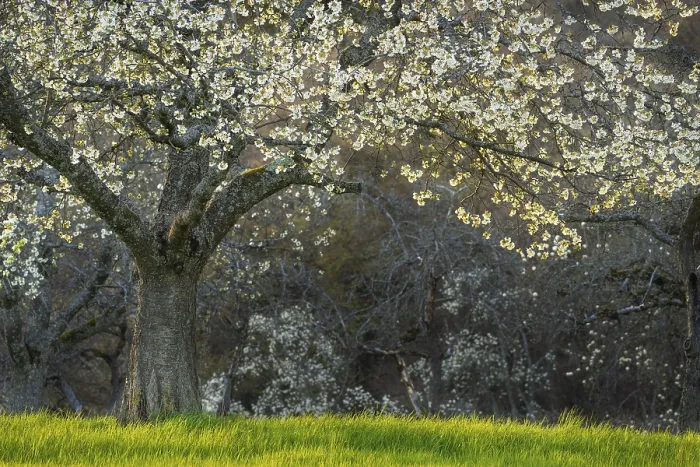 Framed Print : A White Blossoming Fruit Tree Print in the Odenwald, Germany Framed Print : A White Blossoming Fruit Tree Print in the Odenwald, Germany
