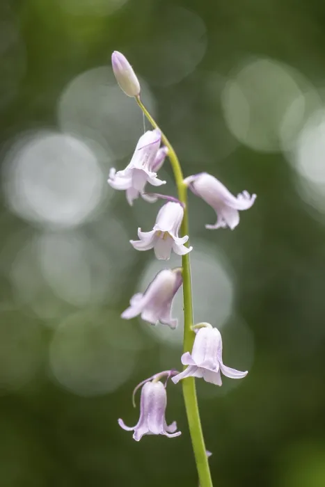 Framed Print : White Bluebell (Scilla non-scripta) Print, Emsland, Germany Framed Print : White Bluebell (Scilla non-scripta) Print, Emsland, Germany
