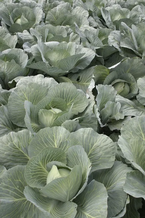 Framed Print : White Cabbage Print Framed Print : White Cabbage Print
