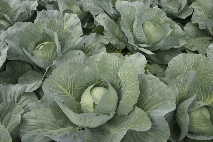 Framed Print : White Cabbage 4 Print Framed Print : White Cabbage 4 Print