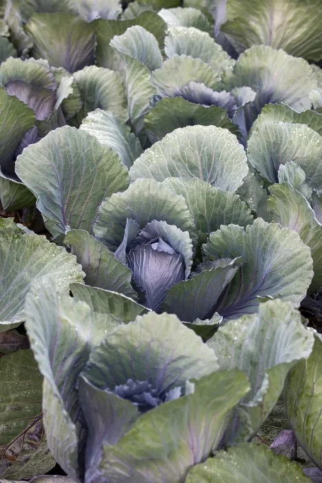 Framed Print : White Cabbage Print, Baden-Wurttemberg, Germany Framed Print : White Cabbage Print, Baden-Wurttemberg, Germany