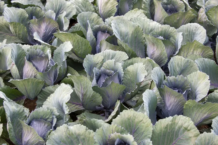 Framed Print : White Cabbage Print, Baden-Württemberg, Germany Framed Print : White Cabbage Print, Baden-Württemberg, Germany