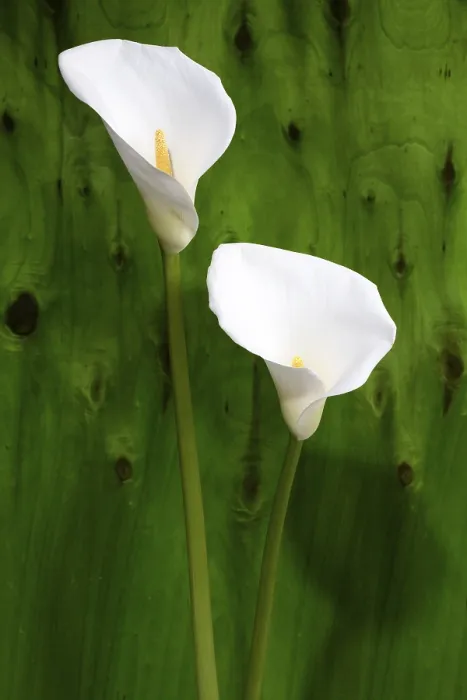 Framed Print : White Calla Print - Pure White Blooms Framed Print : White Calla Print - Pure White Blooms