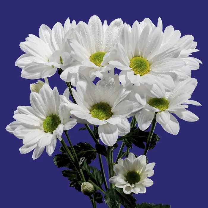 Framed Print : White Chamomile Print on Blue Background Framed Print : White Chamomile Print on Blue Background
