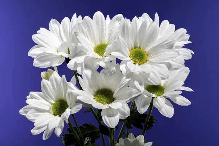 Framed Print : White Chamomile Print on Blue Background Framed Print : White Chamomile Print on Blue Background