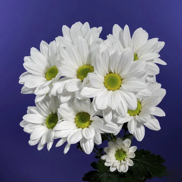 Framed Print : White Chamomile Print on Blue Background Framed Print : White Chamomile Print on Blue Background