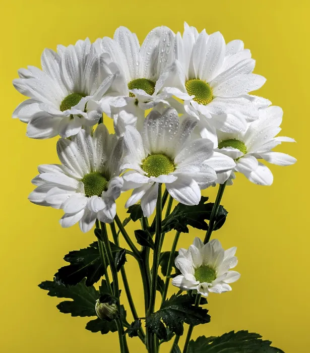 Framed Print : White Chamomile Print on Yellow Background Framed Print : White Chamomile Print on Yellow Background