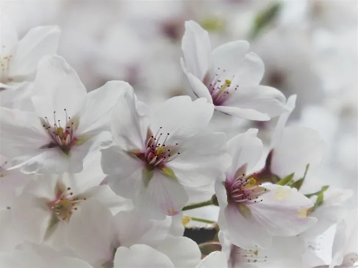 Framed Print : White Cherry Blossoms Print in Full Bloom Framed Print : White Cherry Blossoms Print in Full Bloom