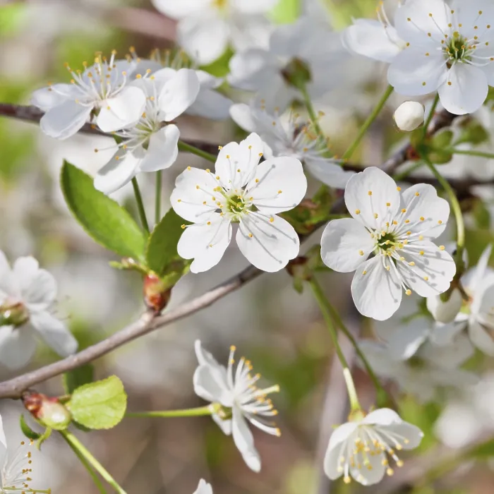 Framed Print : Close-up White Cherry Blossoms Print in Spring Framed Print : Close-up White Cherry Blossoms Print in Spring