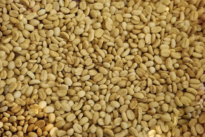 Framed Print : White Coffee Beans Drying Close-Up Print