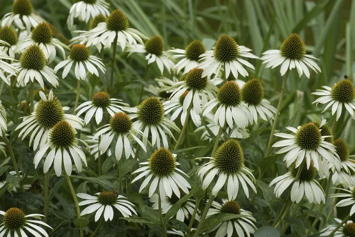 Framed Print : White Coneflower Print - Echinacea purpurea Framed Print : White Coneflower Print - Echinacea purpurea