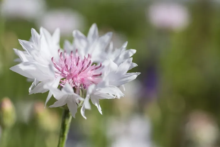 Framed Print : White Cornflower (Centaurea cyanus) Print, Saxony, Germany Framed Print : White Cornflower (Centaurea cyanus) Print, Saxony, Germany