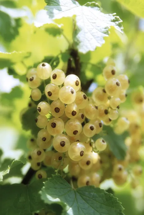 Framed Print : White Currants (Ribes) Print Framed Print : White Currants (Ribes) Print