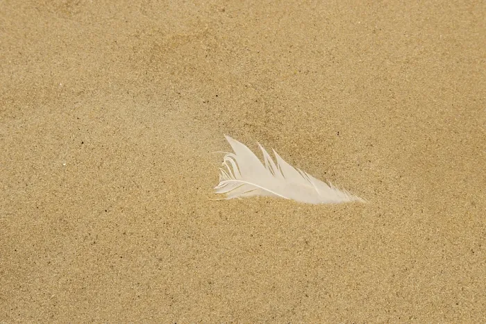 Framed Print : White Feather on Sandy Beach Print, Norfolk Coast, England Framed Print : White Feather on Sandy Beach Print, Norfolk Coast, England