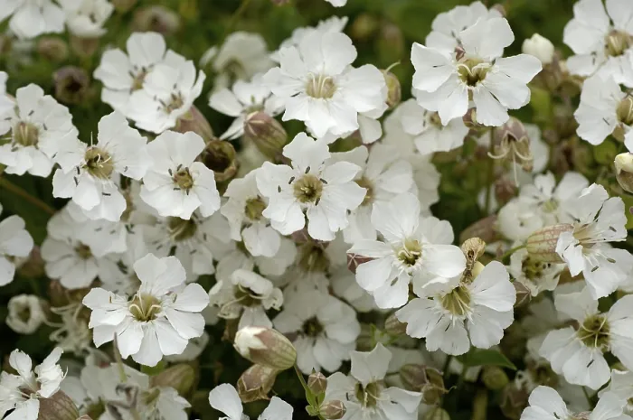 Framed Print : White Flowers Print - Image by imageBROKER Framed Print : White Flowers Print - Image by imageBROKER