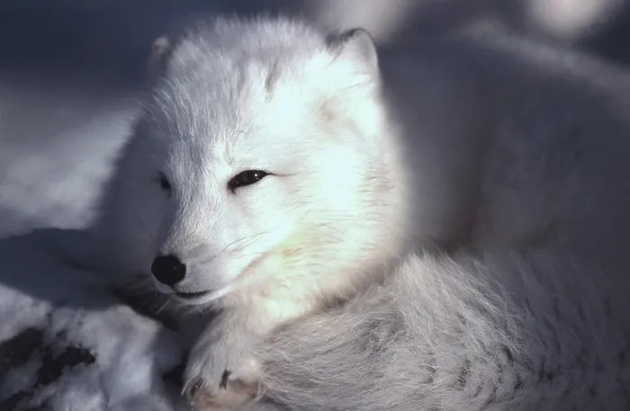 Framed Print : Arctic Fox Print Framed Print : Arctic Fox Print