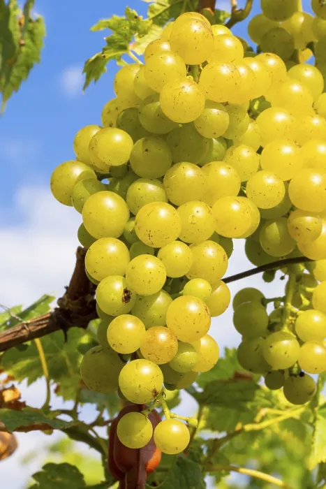 Framed Print : White Grapes on a Vine Print Framed Print : White Grapes on a Vine Print