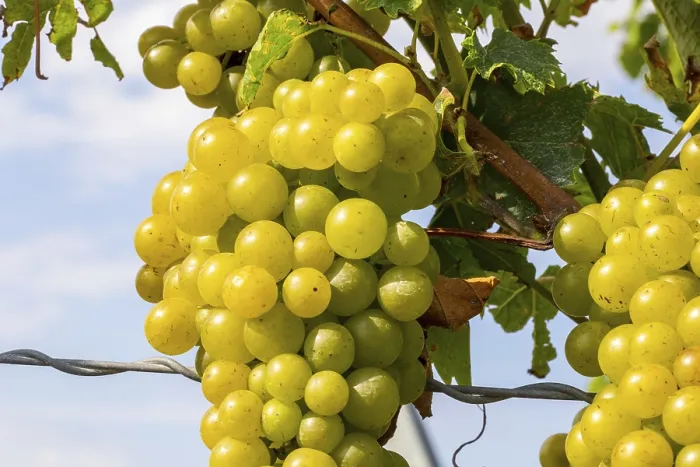 Framed Print : White Grapes on a Vine Print Framed Print : White Grapes on a Vine Print