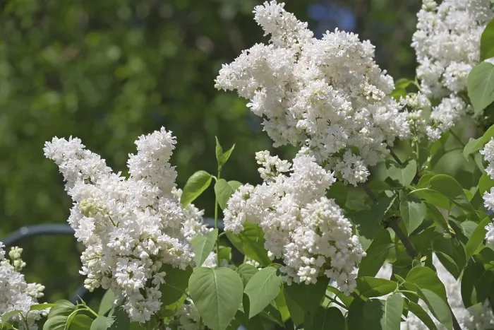 Framed Print : White Lilac Print Framed Print : White Lilac Print