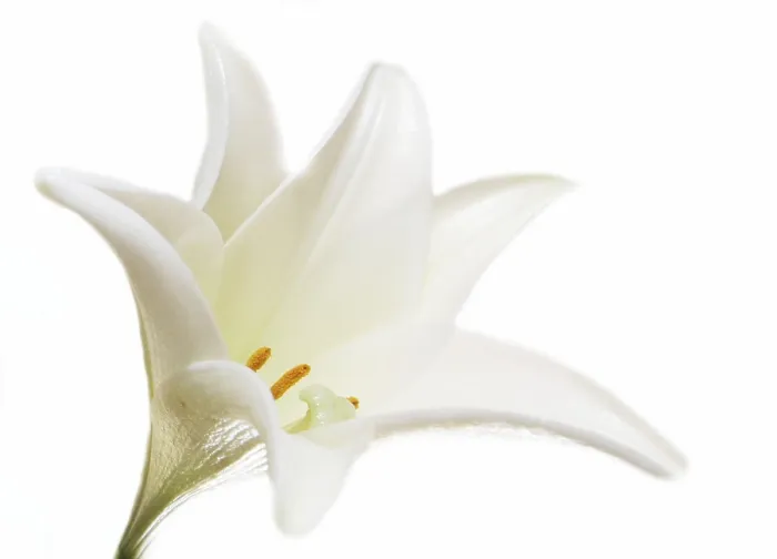 Framed Print : White Lily Print by ImageBROKER Framed Print : White Lily Print by ImageBROKER