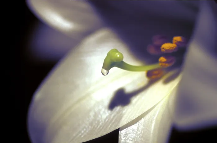 Framed Print : White Lily Print by ImageBROKER Framed Print : White Lily Print by ImageBROKER