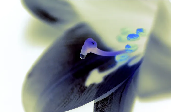Framed Print : White Lily Print by ImageBROKER Framed Print : White Lily Print by ImageBROKER