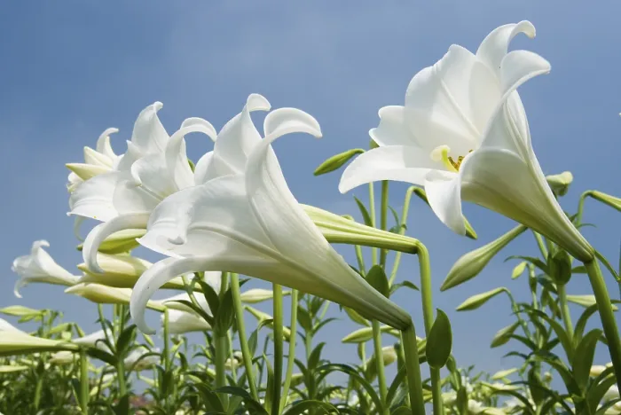 Framed Print : White Lily in the Field Print Framed Print : White Lily in the Field Print