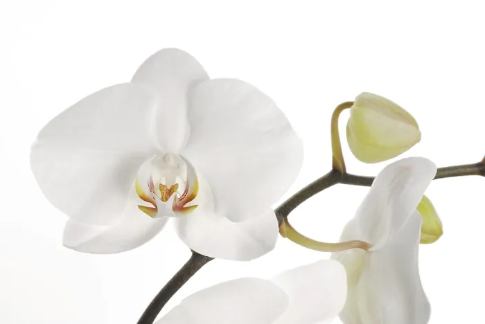 Framed Print : White Orchid Print by ImageBROKER Framed Print : White Orchid Print by ImageBROKER