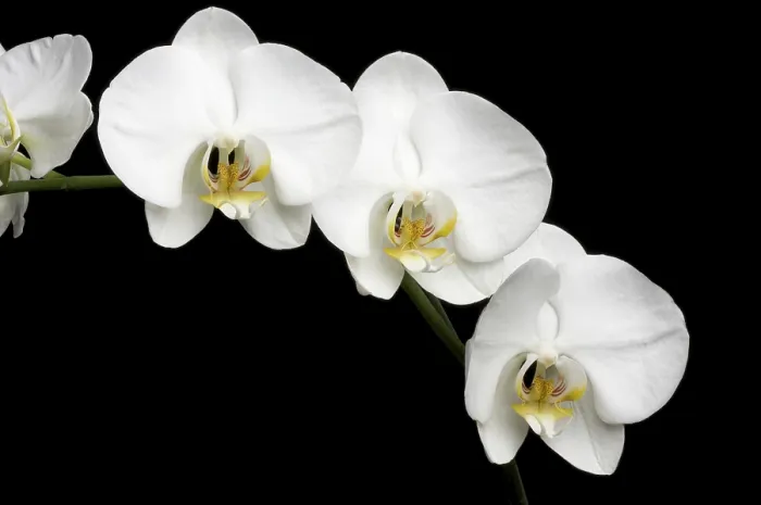 Framed Print : White Orchids Print on Black Background Framed Print : White Orchids Print on Black Background