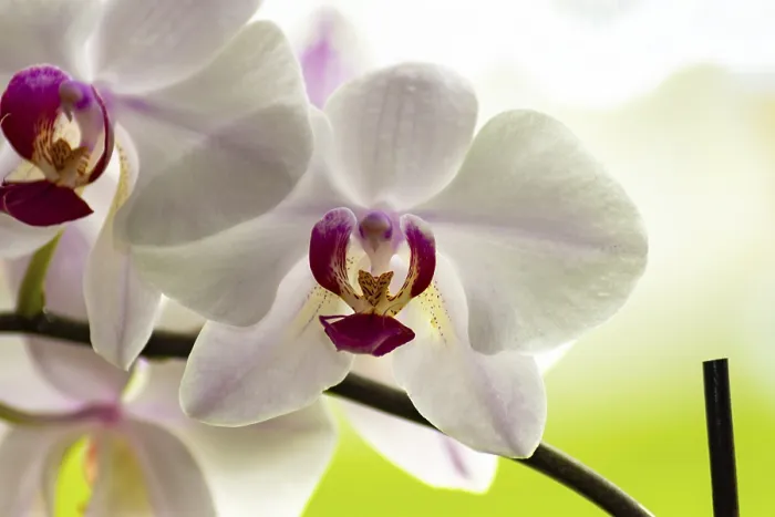 Framed Print : White Orchids in Bloom Print Framed Print : White Orchids in Bloom Print