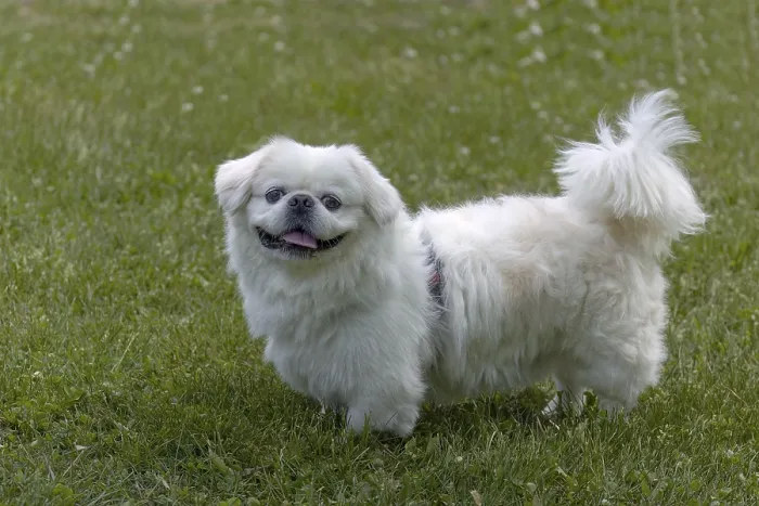 Framed Print : White Pekin Goose on a Green Meadow Print Framed Print : White Pekin Goose on a Green Meadow Print