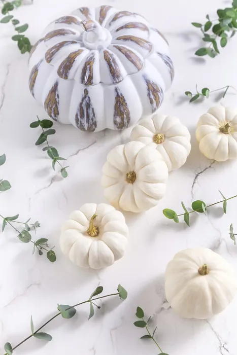Framed Print : White Pumpkins with Eucalyptus on White Background Print Framed Print : White Pumpkins with Eucalyptus on White Background Print