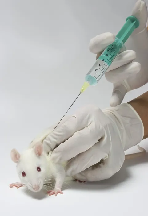 Framed Print : White Rat Getting an Injection Print Framed Print : White Rat Getting an Injection Print
