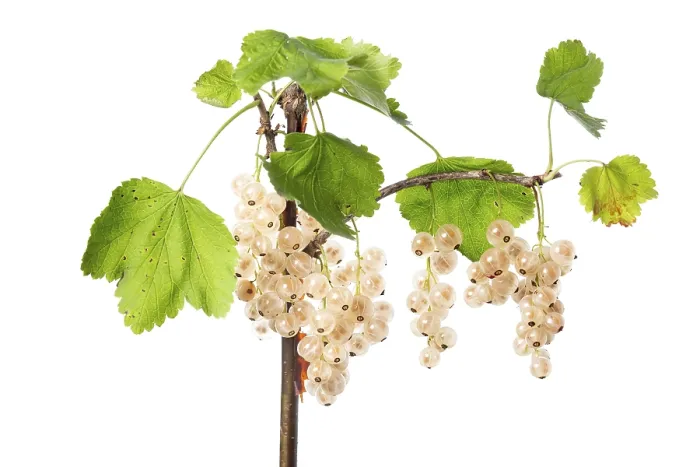 Framed Print : White Redcurrant (Ribes rubrum) Print Framed Print : White Redcurrant (Ribes rubrum) Print