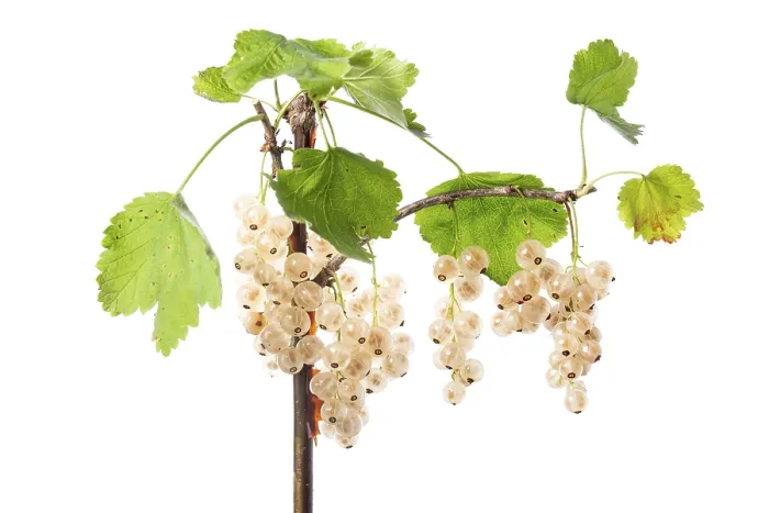 Framed Print : White Redcurrant (Ribes rubrum) Print Framed Print : White Redcurrant (Ribes rubrum) Print