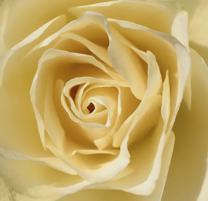 Framed Print : White Rose Print by White Rose Framed Print : White Rose Print by White Rose