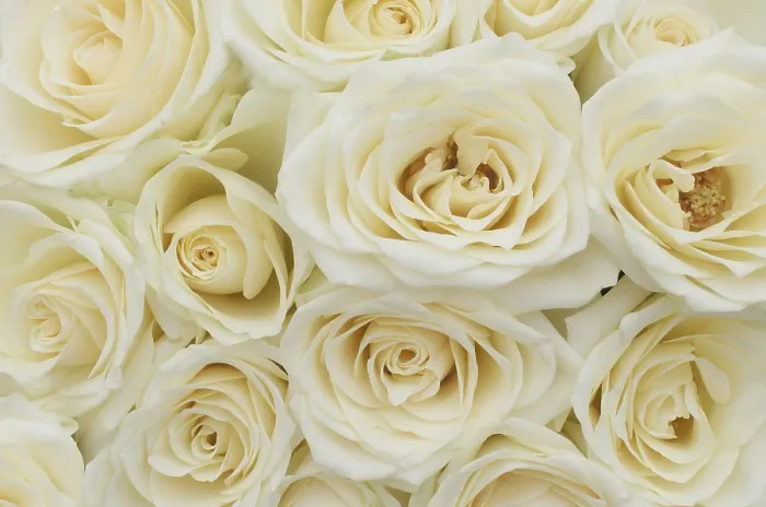 Framed Print : White Roses Print by ImageBROKER Framed Print : White Roses Print by ImageBROKER