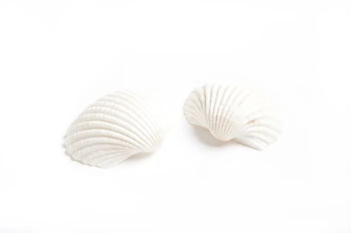 Framed Print : White Seashells Print on Plain Background Framed Print : White Seashells Print on Plain Background