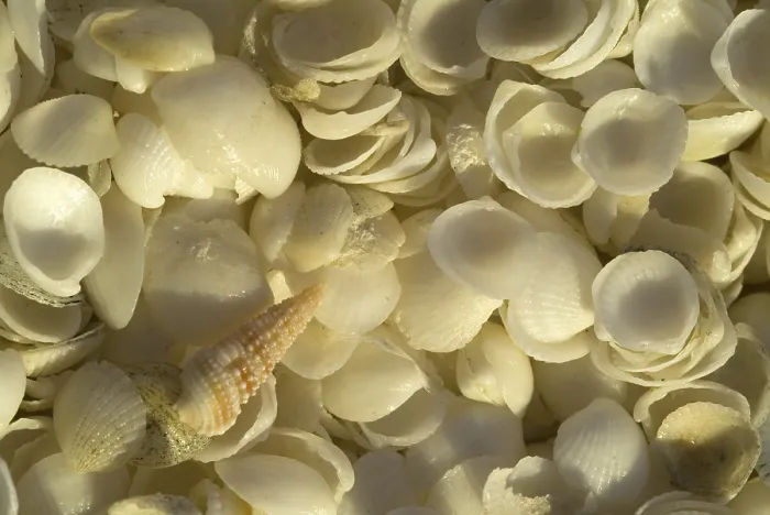 Framed Print : White Shells at Shell Beach Print, Western Australia Framed Print : White Shells at Shell Beach Print, Western Australia
