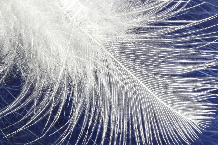 Framed Print : White Soft Fluffy Feather Print - Nature Texture Framed Print : White Soft Fluffy Feather Print - Nature Texture