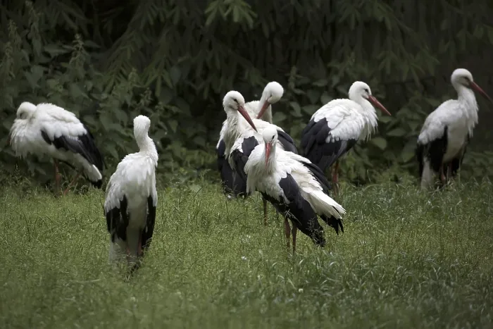 Framed Print : White Storks in a Clearing Print Framed Print : White Storks in a Clearing Print