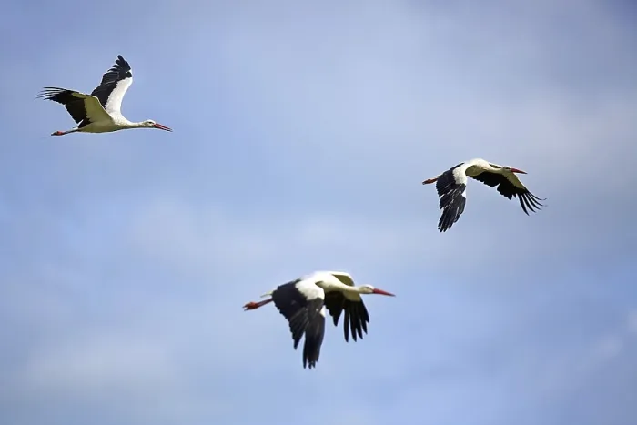 Framed Print : White Storks in Flight Print Framed Print : White Storks in Flight Print
