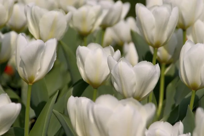 Framed Print : White Tulips Print - ImageBROKER Framed Print : White Tulips Print - ImageBROKER