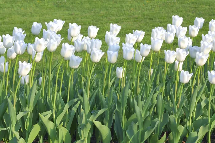 Framed Print : White Tulips Print Framed Print : White Tulips Print