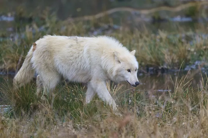 Framed Print : A White Wolf Crossing a Grassy Plain Print Framed Print : A White Wolf Crossing a Grassy Plain Print