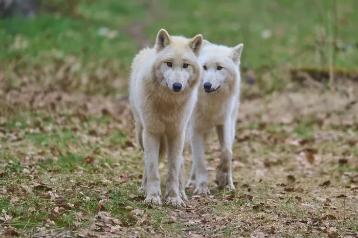Framed Print : Autumnal Scene of Two Arctic Wolves in Germany Print Framed Print : Autumnal Scene of Two Arctic Wolves in Germany Print