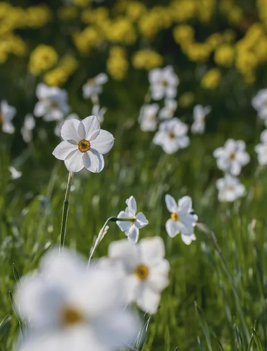 Framed Print : White and Yellow Daffodils Print Framed Print : White and Yellow Daffodils Print